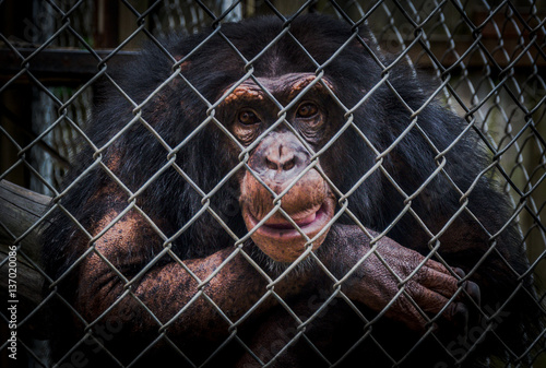 Valokuva Chimpanzee in captivity makes faces