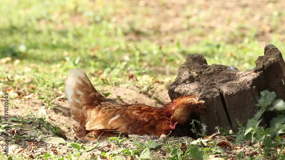 Free Range chickens outside enjoying the sunshine Free Range chickens outside enjoying the sunshine