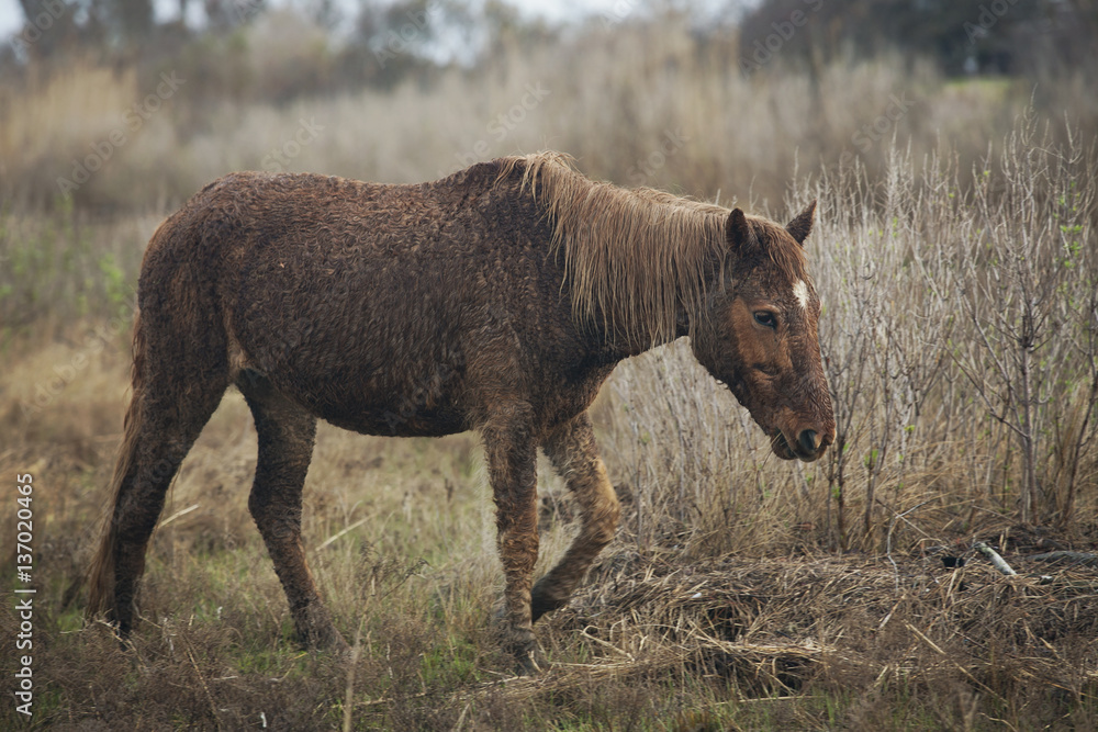 Fototapeta premium Assateague Island Wild Pony in Maryland