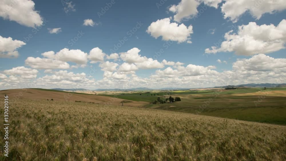 Palouse wheat field in Washington, D.C., USA, cloud Timelapse landscape hyperlapse, nature, field, wheat, landscape, agriculture, rural, plant, farm, summer, crop, sky, scene, sun, land, blue, cloud Palouse wheat field in Washington, D.C., USA, cloud Timelapse landscape hyperlapse, nature, field, wheat, landscape, agriculture, rural, plant, farm, summer, crop, sky, scene, sun, land, blue, cloud
