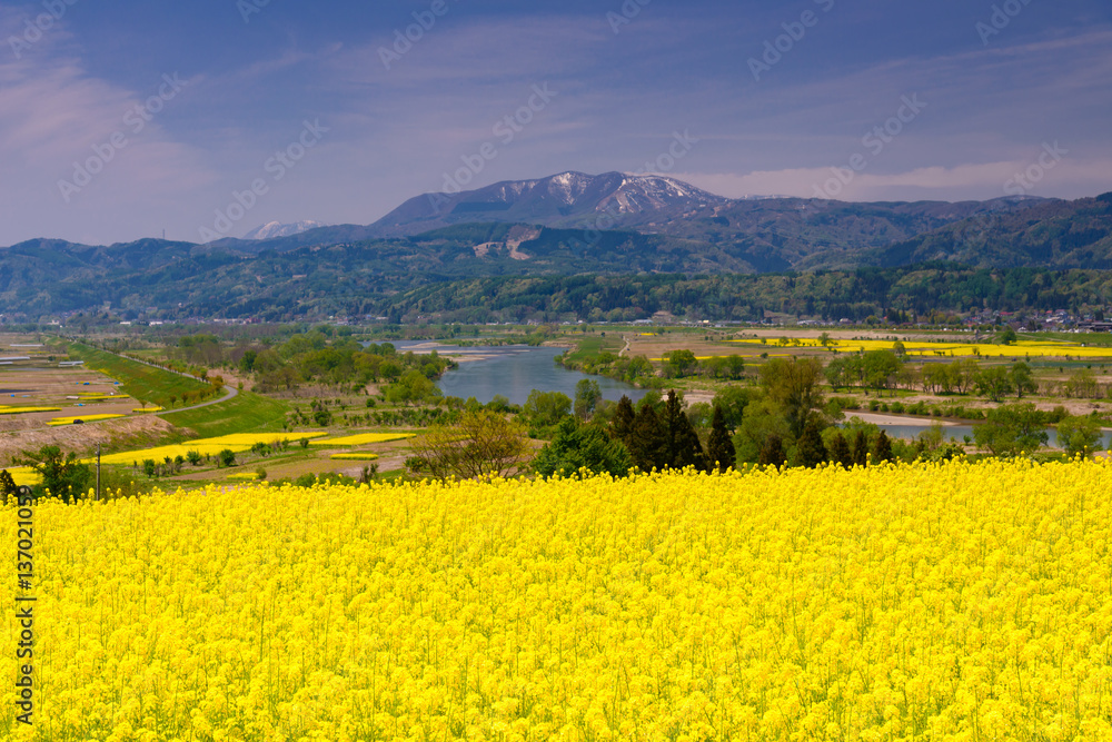 飯山市菜の花こうえん 飯山市菜の花こうえん