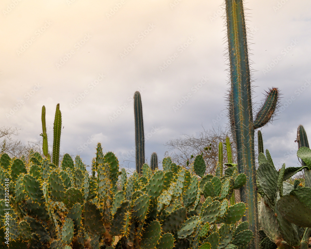 Galapagos prickly pear on Rabida Island in Galapagos National Park, Ecuador. It is endemic to the Galapagos Islands.. Galapagos prickly pear on Rabida Island in Galapagos National Park, Ecuador. It is endemic to the Galapagos Islands..