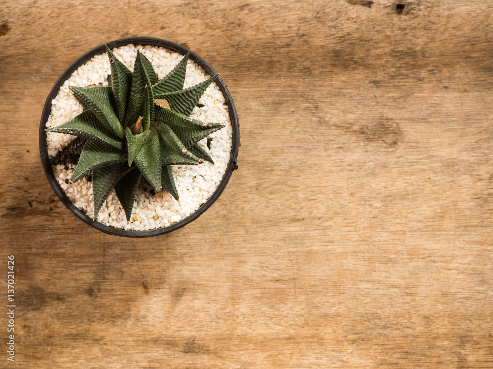 Succulent or Cactus in pot, wooden background, top view Succulent or Cactus in pot, wooden background, top view