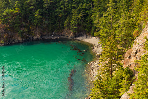 Photo Small cove and beach with floating kelp at Deception Pass, Washington