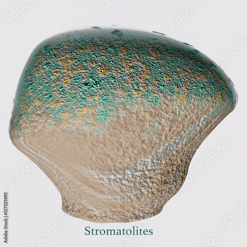 Stromatolites with Font - Stromatolites are a microbial mat structure from the earliest forms of life on Earth and are still present today. photo