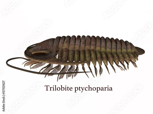 Trilobite ptychoparia with Font - Trilobite ptychoparia animal lived in the Cambrian seas of Eurasia and North America. photo