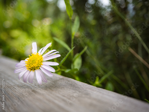 flower photo