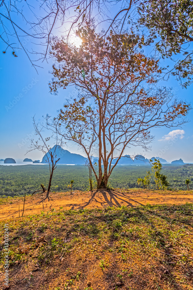 Fototapeta premium light through the trees on hilltop