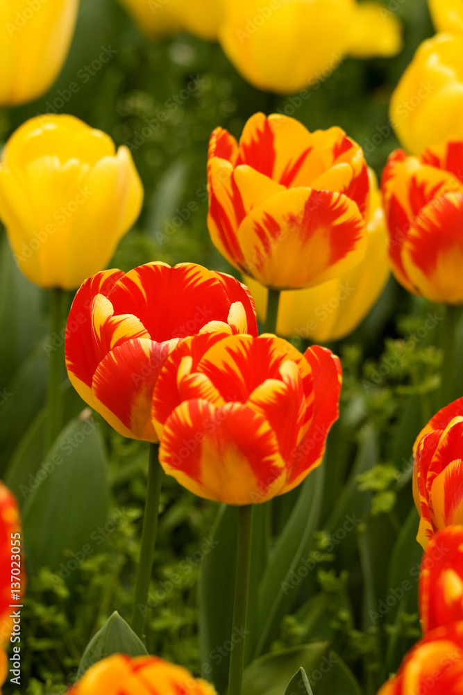 BEIJING, CHINA - April 24 2012: Tulips blossom in Zhongshan Park. BEIJING, CHINA - April 24 2012: Tulips blossom in Zhongshan Park.