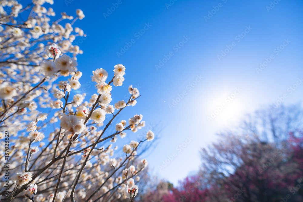 Japanease White Plum,in Showa Kinen Park,Tokyo,Japan Japanease White Plum,in Showa Kinen Park,Tokyo,Japan