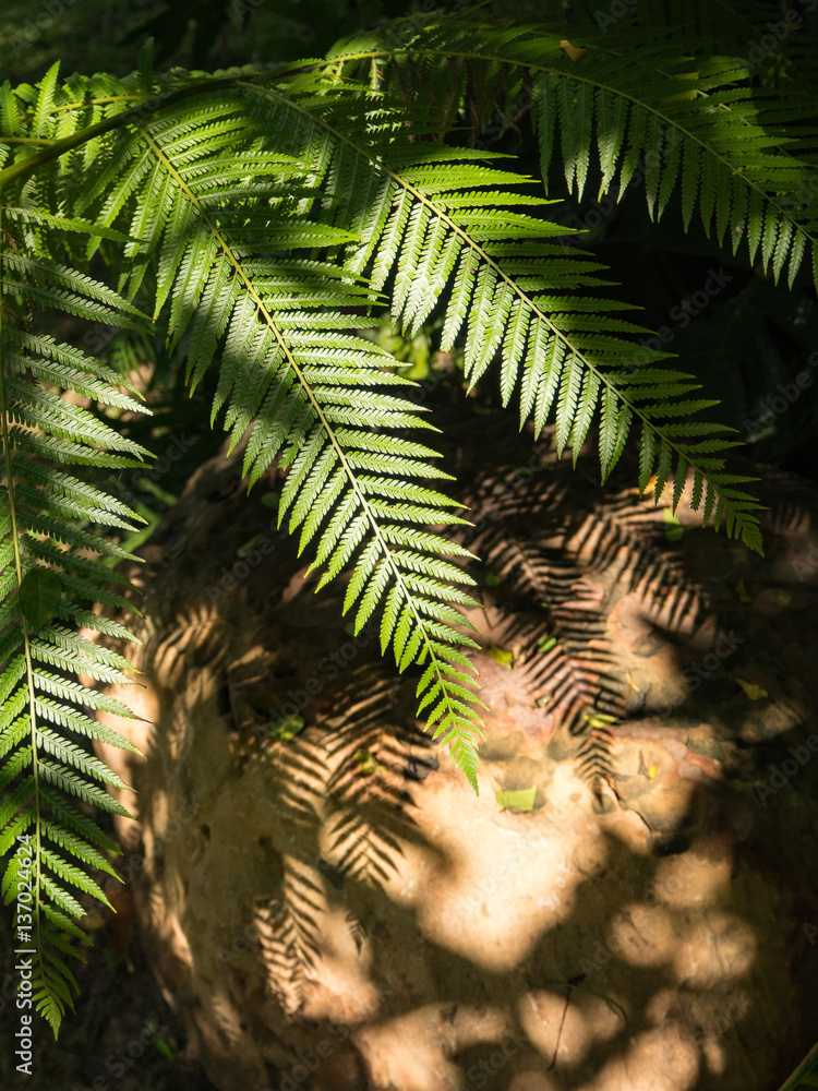 Green fern leaf in the garden and sunlight