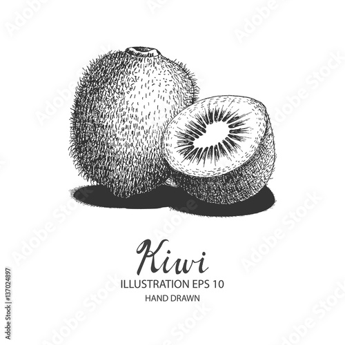 Kiwi hand drawn illustration by ink and pen sketch. Isolated vector design for fruit and vegetable products and health care goods.