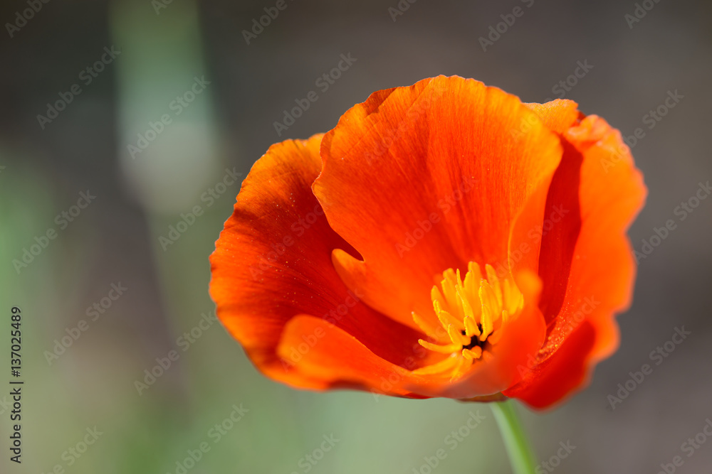 Orange Poppy