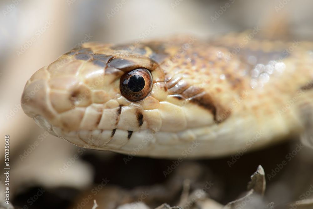 Obraz premium Gopher Snake CLose Up