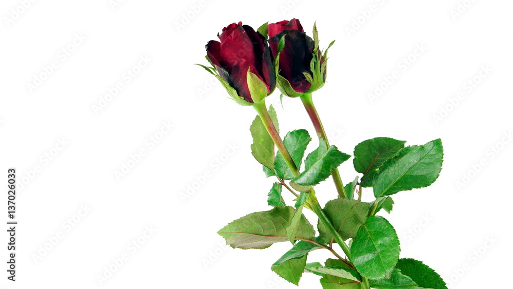 Red roses on white background, isolated.