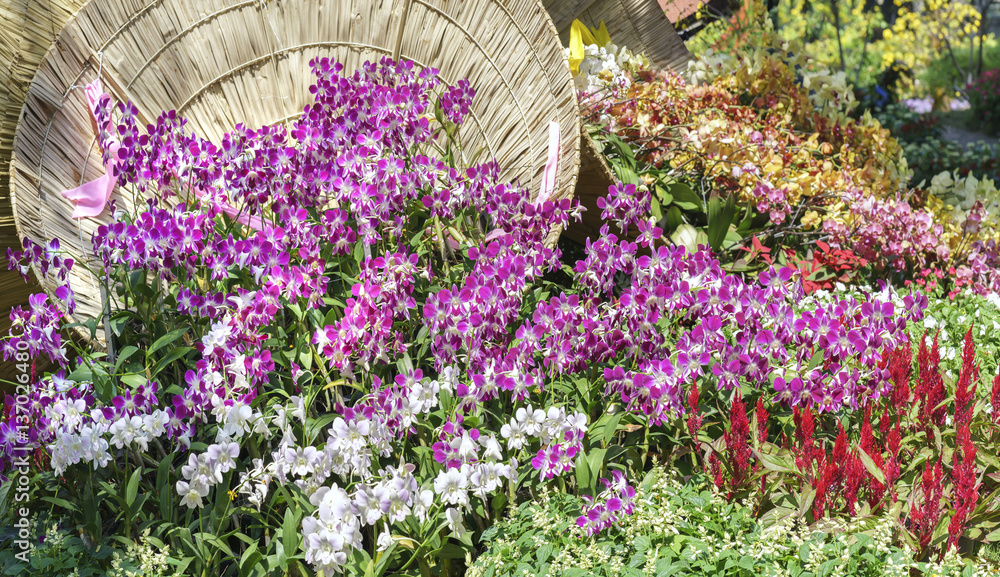 Obraz premium Orchids flowers bloom in spring adorn the beauty of nature