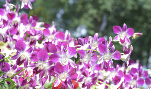Orchids flowers bloom in spring adorn the beauty of nature © huythoai