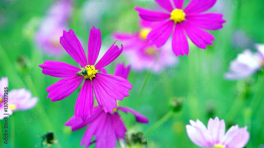 Fototapeta premium Cosmos flower field. The flowers are produced in a capitulum with a ring of broad ray florets and a center of disc florets. flower color is very variable between the different species.