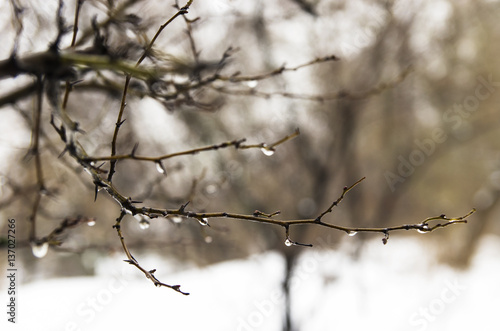 Winter branches with drops on thorns