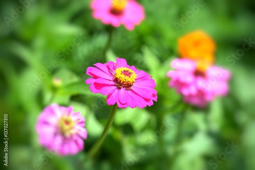 the blooming of cosmos flowers in closeup for background