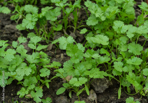 Patterns of coriander leaves.