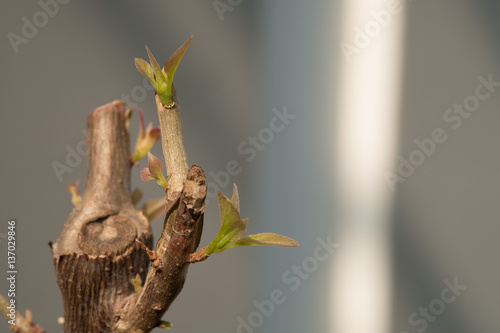 Tree branch with bud, embryonic green leave shoot. gray abstract
