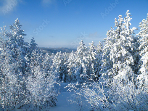 Winter forest. Trees in snow.