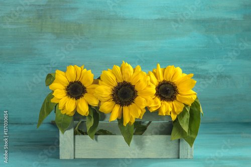 Fototapeta Naklejka Na Ścianę i Meble -  Bouquet of yellow sunflowers on teal background