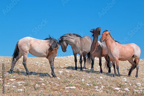 Small Herd of Mustangs on Sykes Ridge in the Pryor Mountains Wild Horse Range in Montana U S A © htrnr