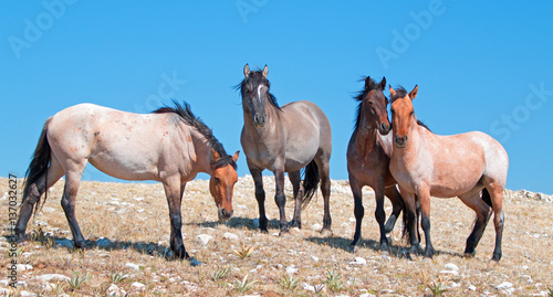 Small Band of Wild Horse on Sykes Ridge in the Pryor Mountains Wild Horse Range in Montana USA © htrnr