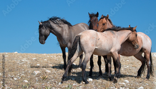 Small Band of Wild Mustangs on high mountain ridge in the western United States