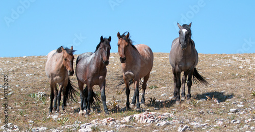 Small Band of Wild Mustangs on mountain ridge in the western United States © htrnr