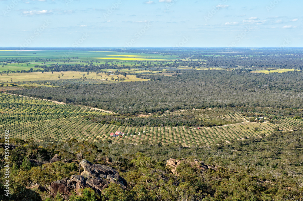 View of an olive grove and blooming canola  from the Mount Zero Lookout in the Grampians, Victoria, Australia
