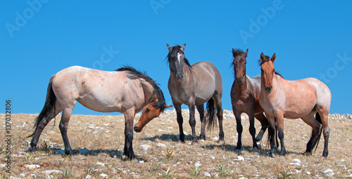 Small Band of Wild Mustangs on Sykes Ridge in the Pryor Mountains Wild Horse Range in Montana USA