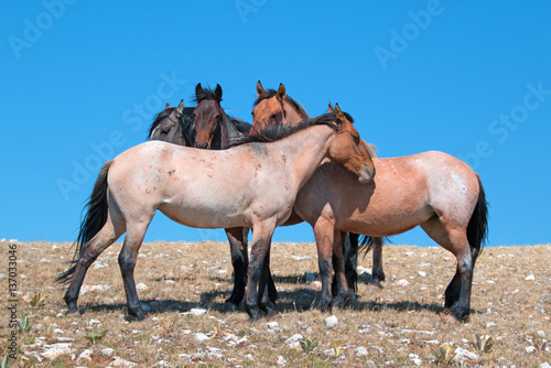 Small Band of Mustangs on Sykes Ridge in the Pryor Mountains Wild Horse Range in Montana U S A photo
