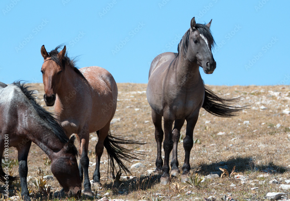 Fototapeta premium Small Band of Mustangs on Sykes Ridge in the Pryor Mountains Wild Horse Range in Montana USA