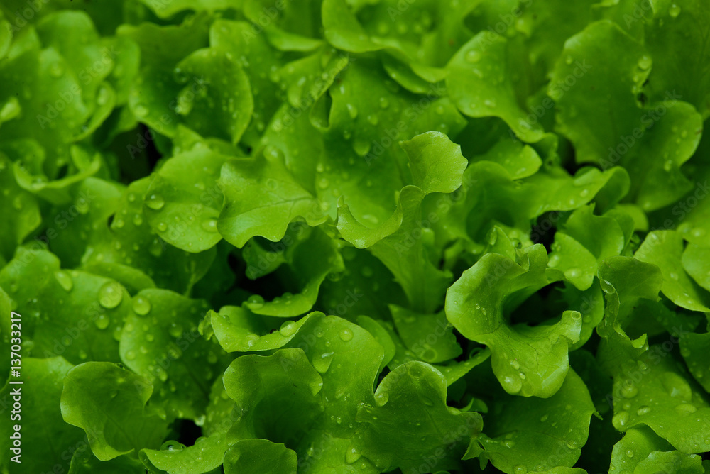 Small sprouts lettuce sprout in the ground Small sprouts lettuce sprout in the ground