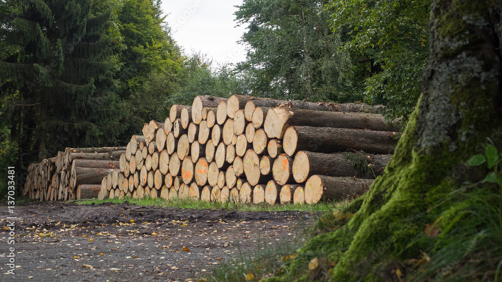 Forstwirtschaft - Holzstämme - Rohstoffe - Nachhaltigkeit