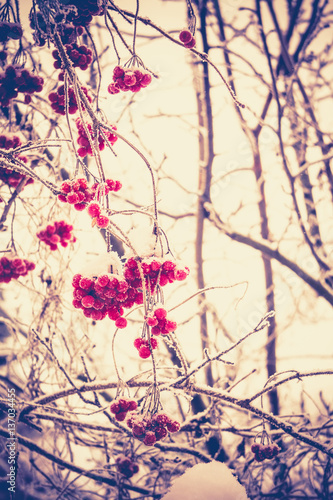 Wallpaper Mural Winter Mountain Ash Torontodigital.ca