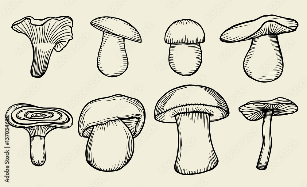Pen mushroom hand drawn
