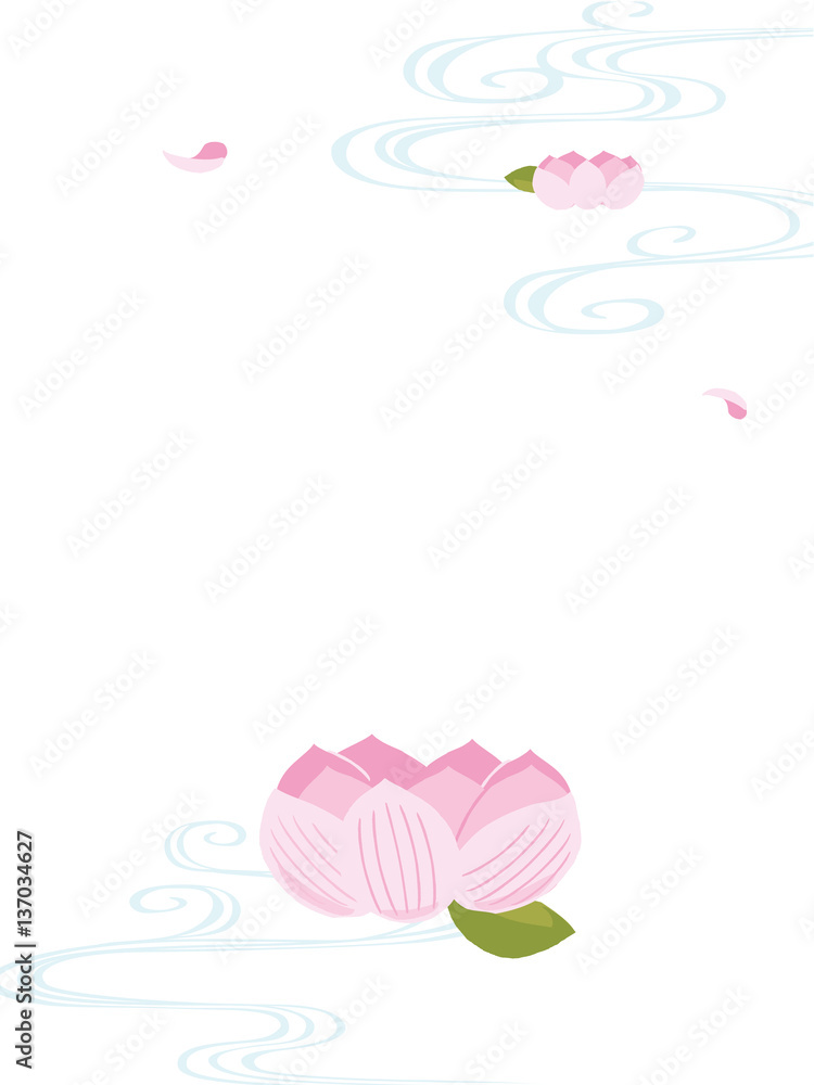 蓮の花 蓮の花