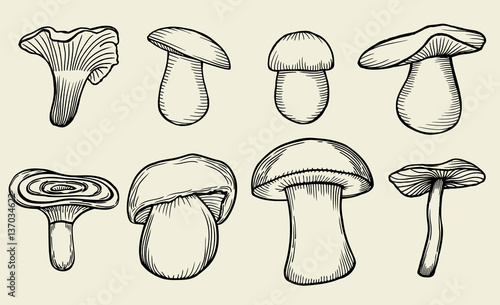 Pen mushroom hand drawn