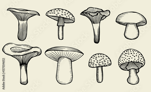 hand-drawn vintage mushrooms