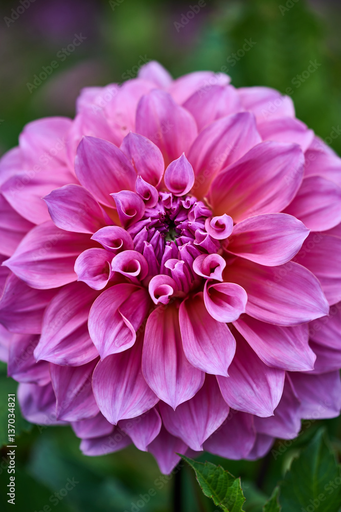 Closeup of dahlia flower in full bloom in the garden. Closeup of dahlia flower in full bloom in the garden.