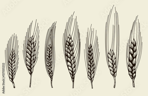 wheat ears sketch