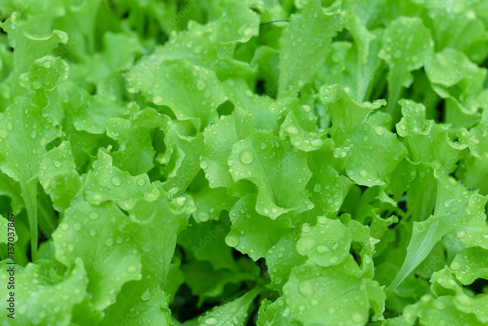 Small sprouts lettuce sprout in the ground Small sprouts lettuce sprout in the ground