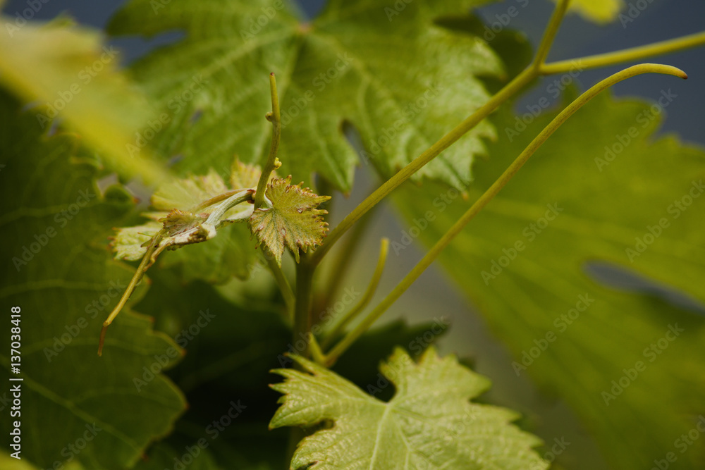 Viñas Viñas