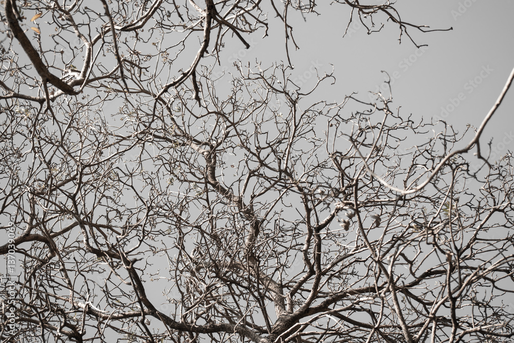 Obraz premium Twigs on gray background