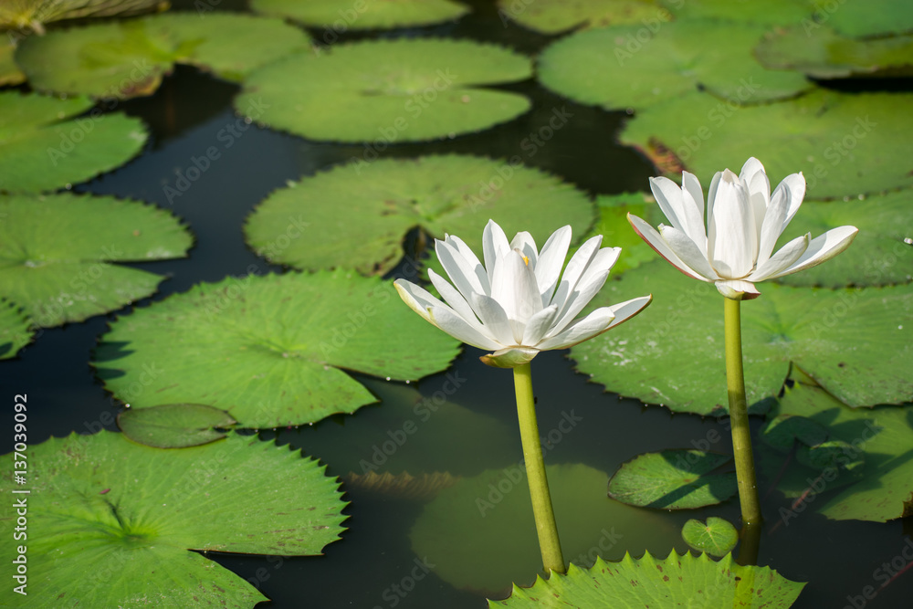 white lotus flot on the river gardent white lotus flot on the river gardent