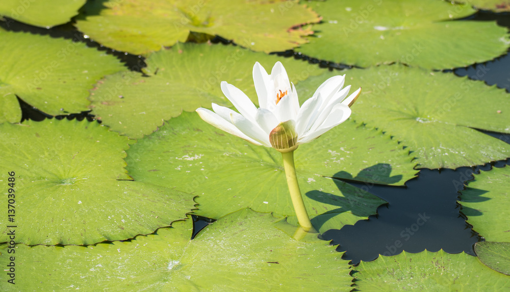 white lotus flot on the river gardent white lotus flot on the river gardent